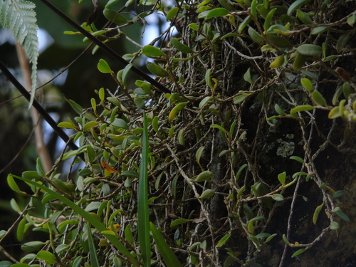 Bulbophyllum clandestinum observed 2021-12-23