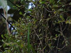 Bulbophyllum clandestinum