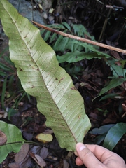 Neocheiropteris ovata