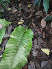 Neocheiropteris ovata
