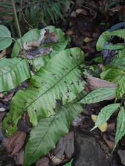 Neocheiropteris ovata