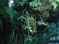 Dendrobium crumenatum