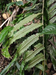 Dryopteris scottii
