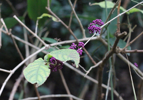 Callicarpa cathayana, photograph 3