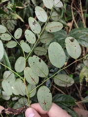 Dalbergia hupeana