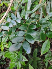 Dalbergia hupeana