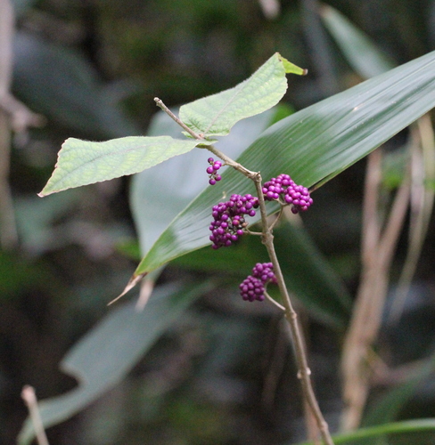 Callicarpa cathayana, photograph 1
