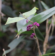 Callicarpa cathayana
