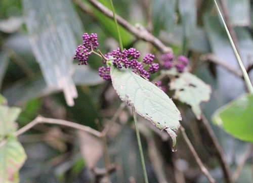 Callicarpa cathayana, photograph 2