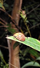 Paropsis variolosa