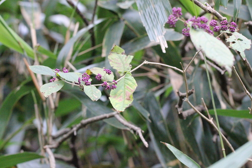 Callicarpa cathayana, photograph 4