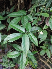 Callerya dielsiana