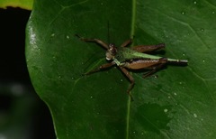 Scaria