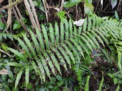 Pseudocyclosorus subochthodes