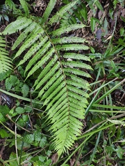 Pseudocyclosorus subochthodes