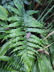 Dryopteris scottii