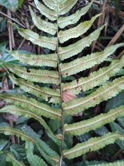 Dryopteris scottii