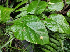 Rubus pacificus