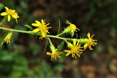 Solidago buckleyi