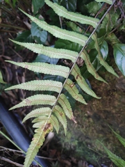 Dryopteris scottii