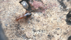 Acanthinus scitulus
