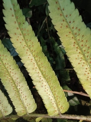Dryopteris scottii