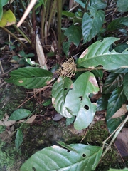 Maesa japonica
