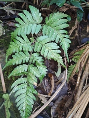 Dryopteris sparsa