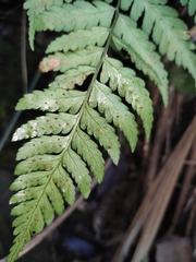 Dryopteris sparsa