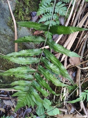 Dryopteris scottii