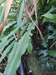 Alpinia japonica
