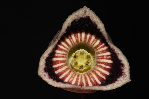 Alabama Heartleaf