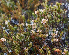 Epacris alpina