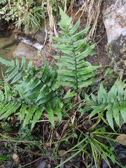 Dryopteris decipiens