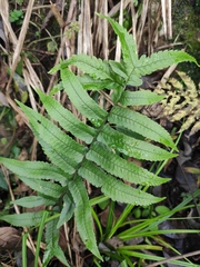 Dryopteris decipiens