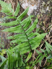 Dryopteris decipiens