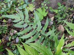 Dryopteris decipiens