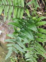 Dryopteris decipiens