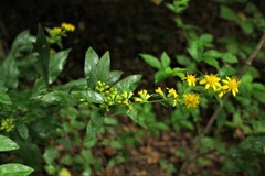 Solidago buckleyi