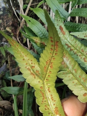 Dryopteris decipiens