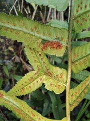 Dryopteris decipiens