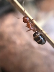 Camponotus discolor
