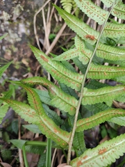 Dryopteris decipiens