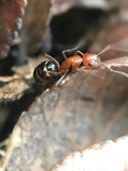 Camponotus discolor