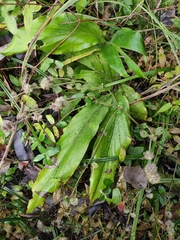 Alpinia japonica