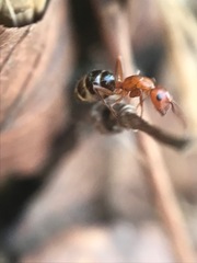 Camponotus discolor
