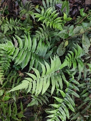 Dryopteris scottii
