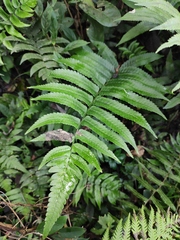 Dryopteris scottii
