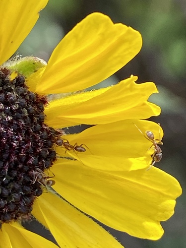 iNaturalist observation photo of Argentine Ant