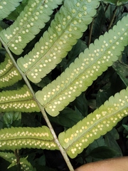 Dryopteris scottii